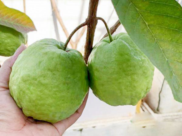 4 loại trái cây thích hợp trồng ban công, cho tỷ lệ sống cao, nhà nức mùi trái cây - 1