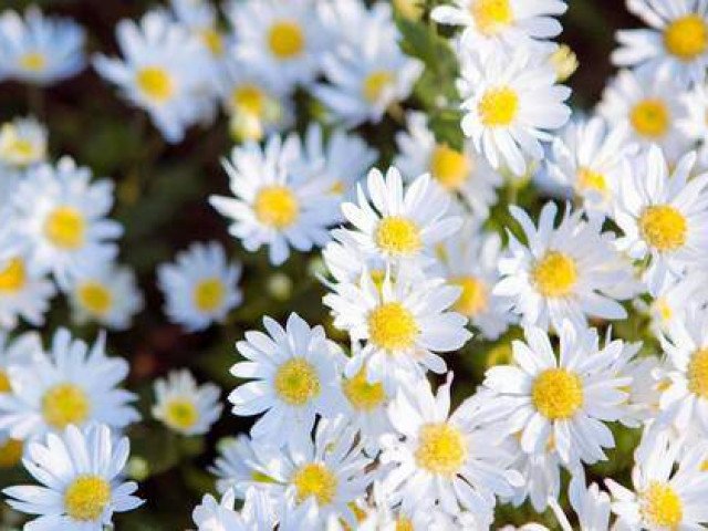 Vườn hoa cúc họa mi chắc chắn sẽ khiến bạn phải trầm trồ khi chiêm ngưỡng vẻ đẹp tuyệt vời của chúng. Những bông hoa cúc họa mi trắng tinh khôi, kết hợp với màu xanh của cây cỏ, tạo nên một vẻ đẹp tươi mới và thư giãn cho mọi người.