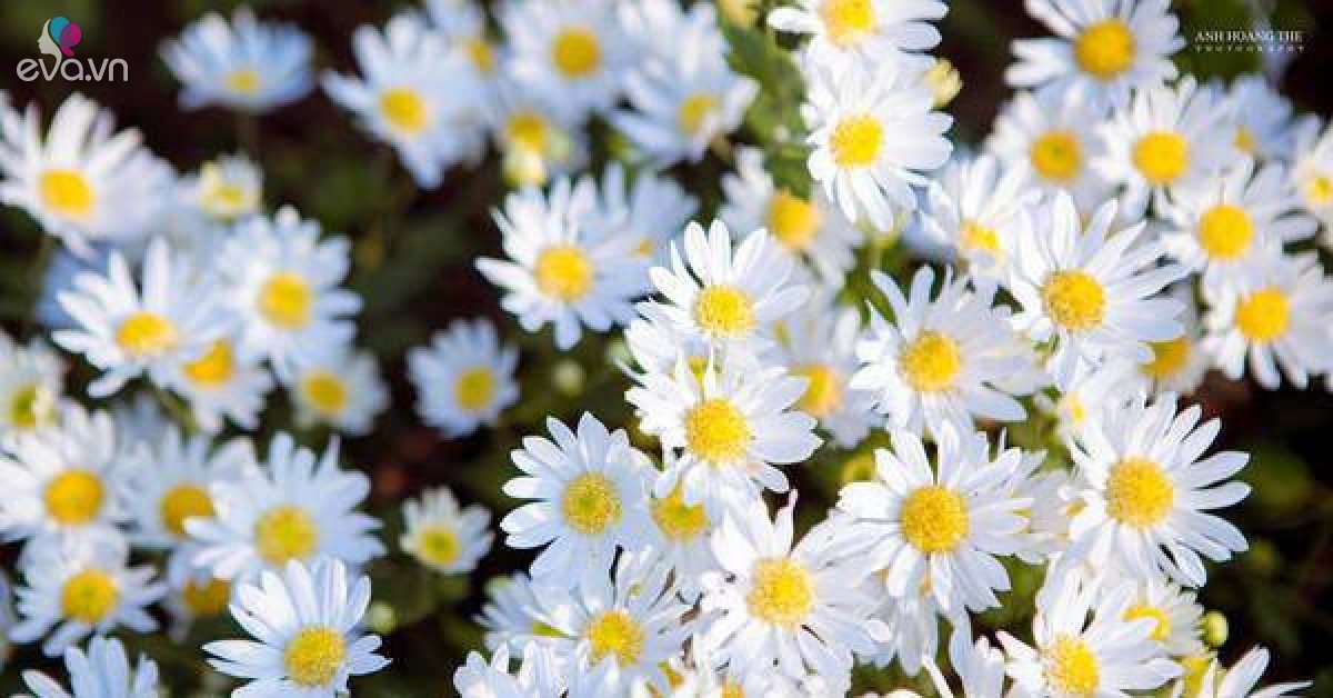 Hãy xem hình ảnh hoa cúc họa mi mềm mại và đáng yêu này! Mang lại cảm giác ấm áp và thư thái cho ngày mới của bạn.