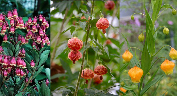 7 loại cây cảnh ra hoa tuyệt đẹp, mỗi bông hoa như những chiếc đèn ...