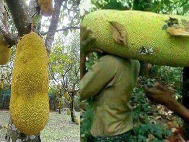 Kỳ lạ giống mít quả dài cả mét như đột biến, 2 người mới khiêng nổi
