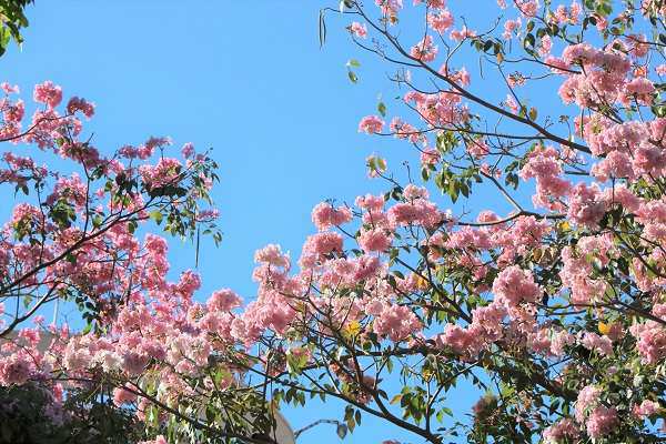 Cây Kèn Hồng có ý nghĩa và cách trồng cây Chuông Hồng ra hoa đẹp - 1