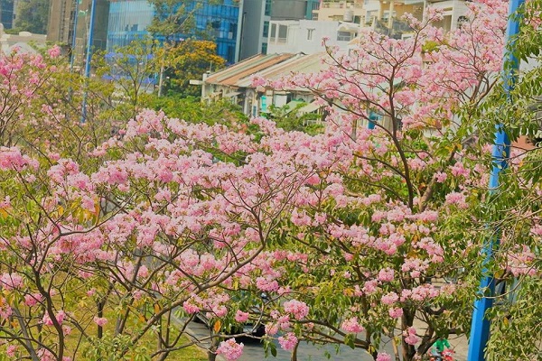 Cây Kèn Hồng có ý nghĩa và cách trồng cây Chuông Hồng ra hoa đẹp - 6