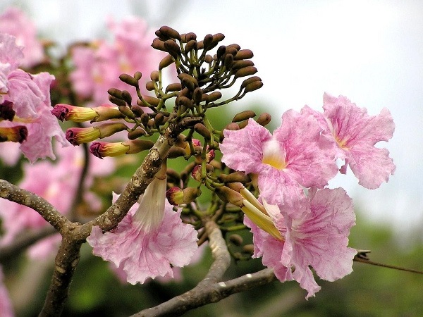 Cây Kèn Hồng có ý nghĩa và cách trồng cây Chuông Hồng ra hoa đẹp - 2