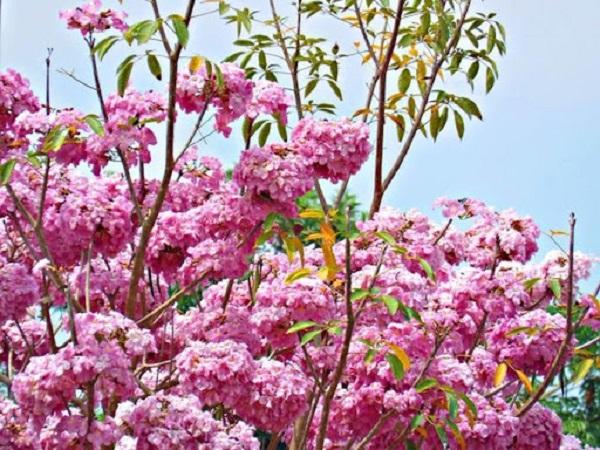 Cây Kèn Hồng có ý nghĩa và cách trồng cây Chuông Hồng ra hoa đẹp - 4
