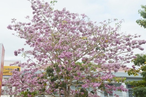 Cây Kèn Hồng có ý nghĩa và cách trồng cây Chuông Hồng ra hoa đẹp - 5