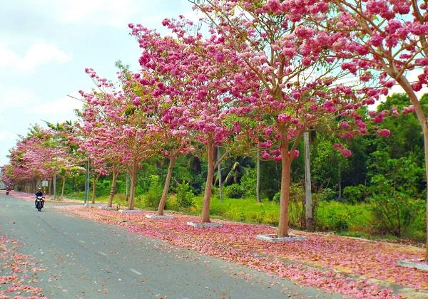 Cây Kèn Hồng có ý nghĩa và cách trồng cây Chuông Hồng ra hoa đẹp - 3