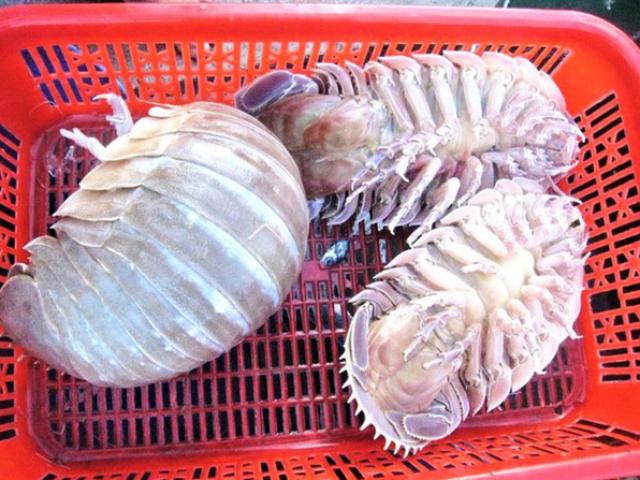 Việt Nam có loài hải sản xấu xí nhưng ngon hơn tôm hùm, 2,5 triệu/kg có tiền cũng khó mua