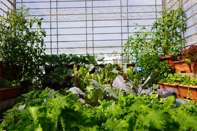 Mẹ Hải Phòng làm vườn sân thượng 20m2 xanh mướt: Diệt rầy rệp bằng nước lã, hiệu quả khó tin - 3