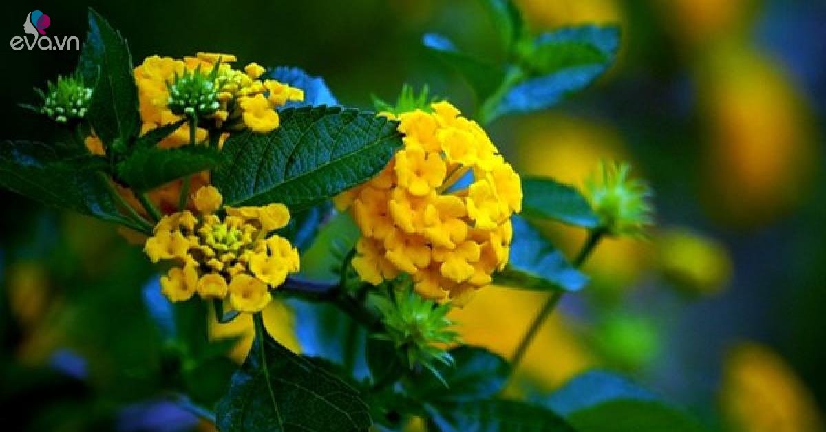 Read more about the article Cây cảnh ra hoa 4 mùa, thân thiện với mùa đông, ai trồng không được chắc không hợp chơi hoa