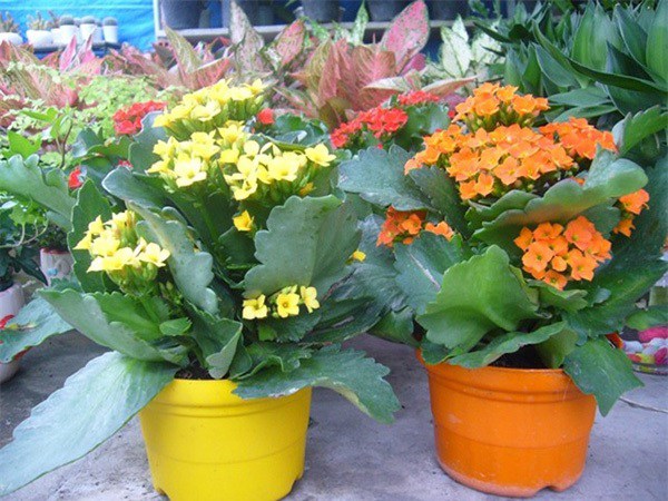 2 loại hoa trồng ở phòng khách nở hơn 200 ngày trong năm, không cần chăm tưới nước - 2