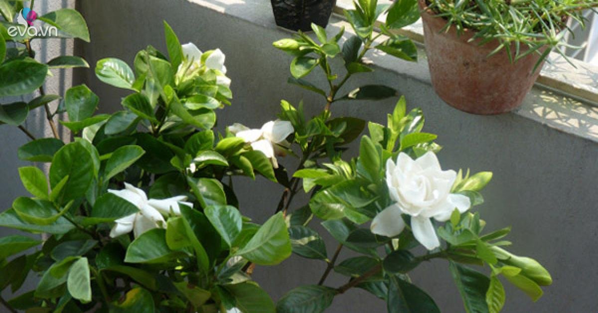 Read more about the article 5 loại cây, hoa thơm nức mũi, đặt trong nhà tắm bay hết mùi, chẳng khác gì xịt nước hoa