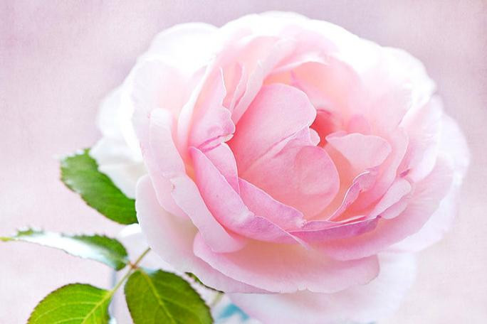 Trắc nghiệm tâm lý: Bông hoa đẹp nhất tiết lộ vẻ đẹp của bạn trong ...