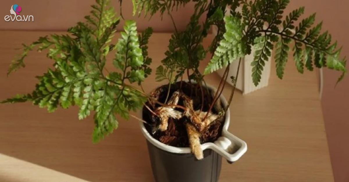 Read more about the article Trồng cây cảnh dương xỉ này trên bệ cửa sổ phòng tắm, lá và thân rễ mọc điên cuồng
