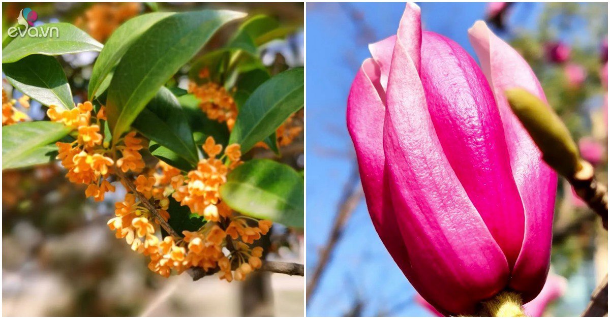Read more about the article Muốn hút tài lộc nhất định phải trồng cây cảnh này trước sân nhà, hoa rực rỡ, thơm ngát