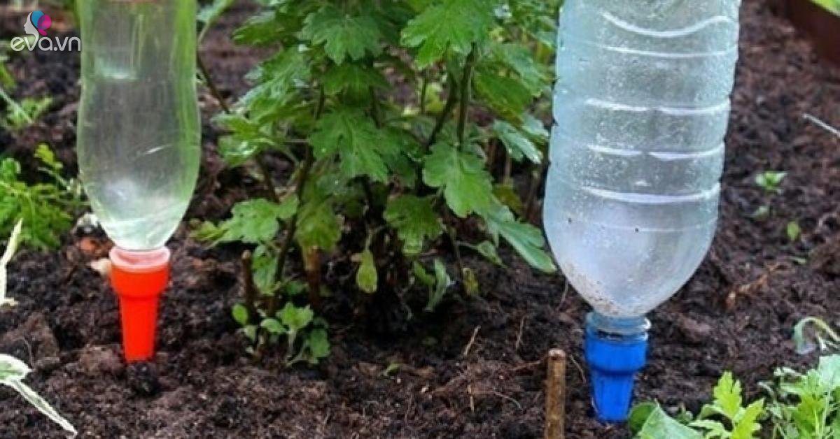 Read more about the article Đừng dùng nước máy tưới cho cây, thay bằng những loại nước này tốt hơn 10 lần