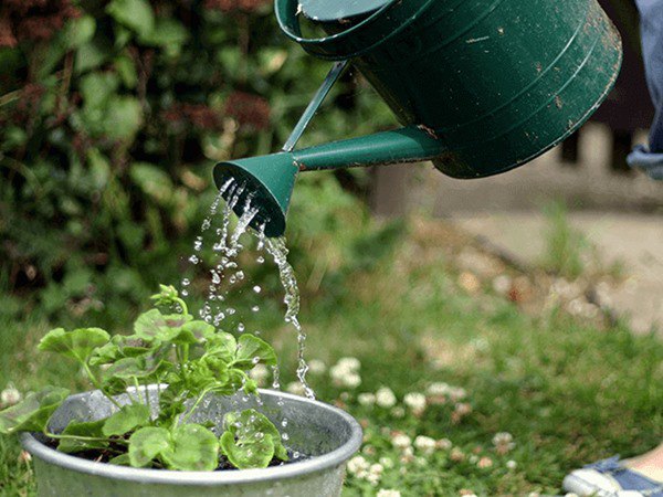 Đừng dùng nước máy tưới cho cây, thay bằng những loại nước này tốt hơn 10 lần - 2