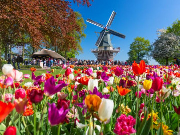 Ghé thăm rừng hoa Tulip ở khu vườn của châu Âu - Keukenhof
