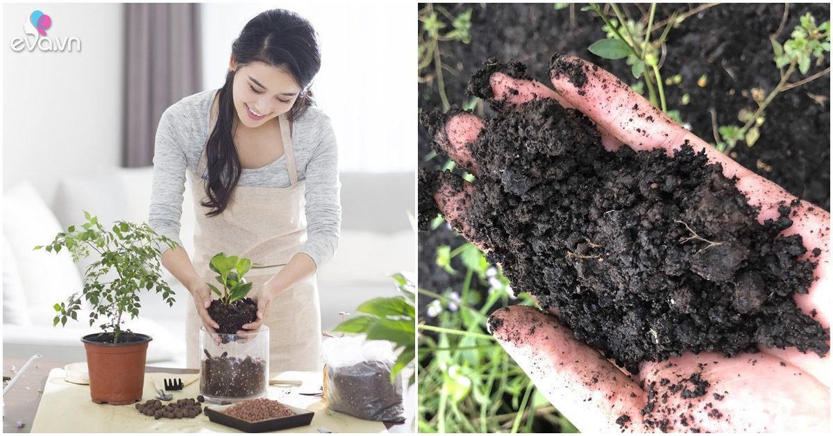 Read more about the article Rắc một nắm này vào chậu hoa cây cảnh, trồng cả năm không lo bị sâu bọ, thối rễ