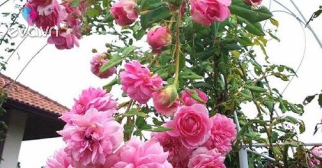 Read more about the article 3 loại hoa thích “tắm” bằng giấm, 30 ngày tưới 1 chút bạn hoa sẽ nở to thành chùm