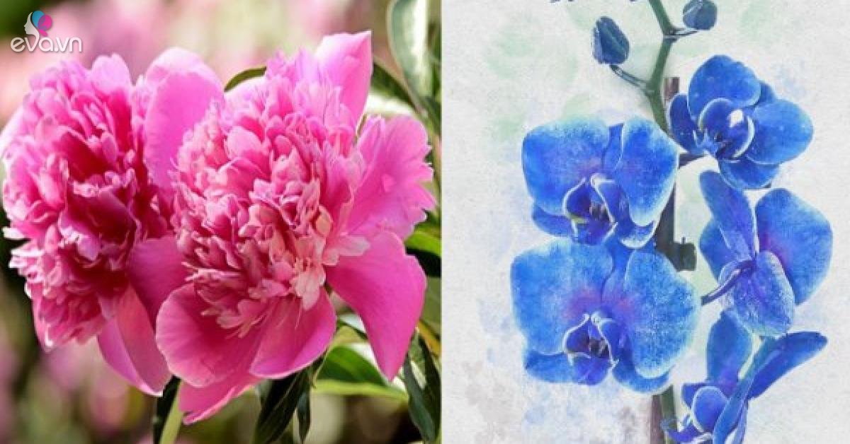 Read more about the article Trước Tết Nguyên đán, 4 cây cảnh cần quẳng ngay ra giá rét để hoa nở đúng năm mới