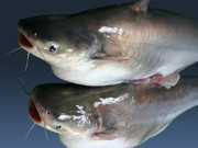 Xem ăn chơi - Loại cá xưa có đầy, giờ thành đặc sản nổi tiếng được xuất khẩu sang châu Âu, càng ăn càng mê, 80.000 đồng/kh