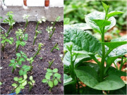 6 loại rau nhặt lá xong đừng vứt cành đi, đem cắm xuống đất quanh năm có rau ăn