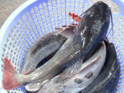 Xem ăn chơi - Loại cá xưa đầy ít người ăn, giờ thành đặc sản nổi tiếng xuất khẩu sang nước ngoài, 70.000 đồng/kg