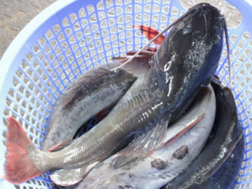 Loại cá xưa đầy ít người ăn, giờ thành đặc sản nổi tiếng xuất khẩu sang nước ngoài, 70.000 đồng/kg