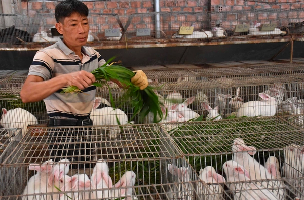 Nghề lạ ở Việt Nam: Nuôi loài thú cho vui, cho ăn rau củ rẻ tiền, bán làm đặc sản lạ ở thành phố thu hàng trăm triệu - 1