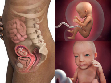 Kỳ diệu quá trình hình thành và phát triển thai nhi trong bụng mẹ