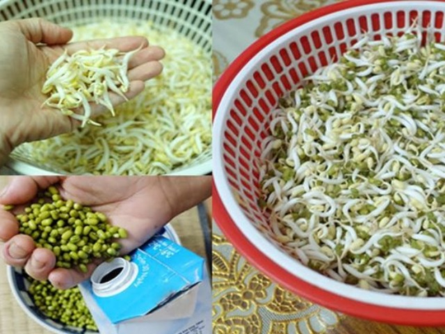 Nhà có hộp sữa uống hết hãy tận dụng trồng giá, sau 4 ngày có ngay giá sạch để ăn