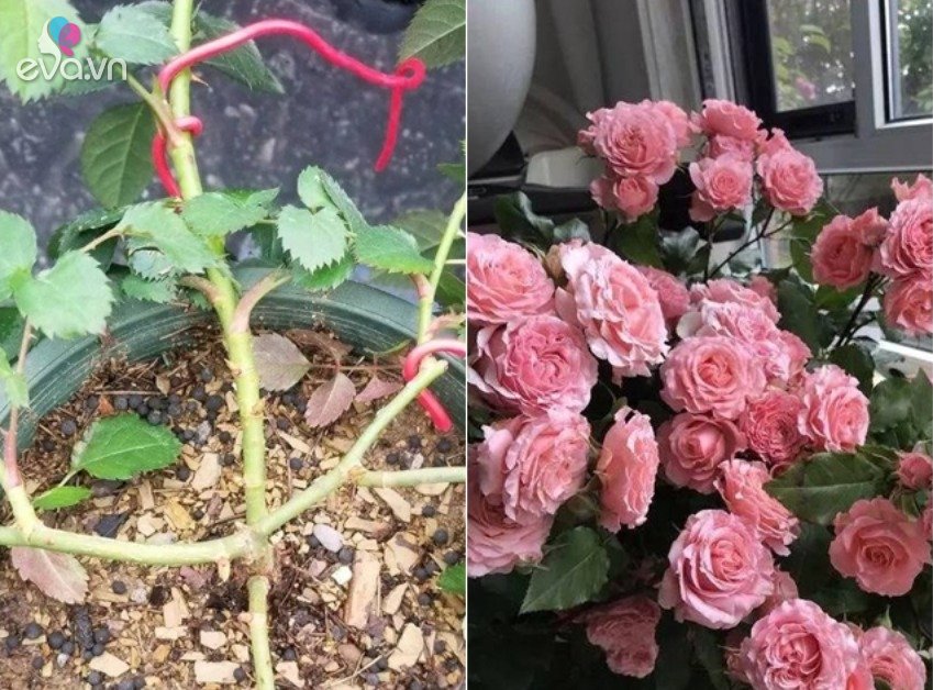 Read more about the article Hoa hồng ngày một cỗi, áp dụng 2 mẹo nhỏ này mầm cây lên tua tủa, cho hoa nở đúng Tết