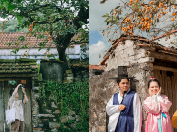 Du khách ngán ngẩm khi cây hồng trăm tuổi ở Ninh Bình bị gắn quả giả vẫn thu phí chụp ảnh