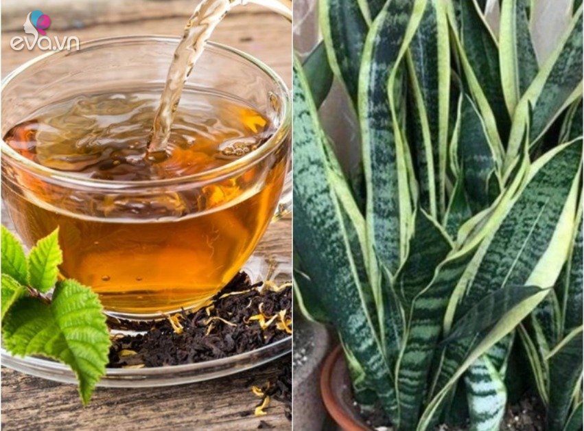 Read more about the article 3 loại cây rất thích “thưởng trà”, cứ 7 ngày uống một ngụm lá xanh như ngọc bích