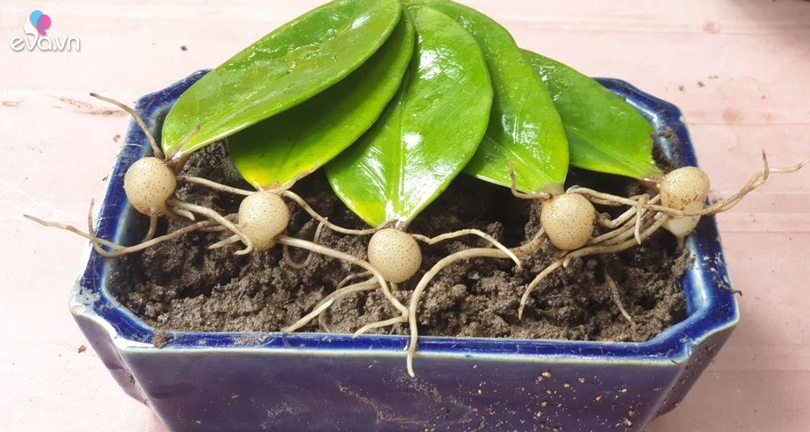 Read more about the article Muốn kim tiền "béo mập" cứ 10 ngày thêm 1 thìa nước này, chồi và rễ vươn ra như nấm