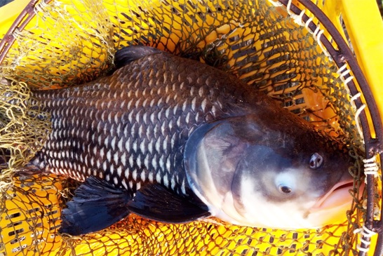 Loại cá có tên độc lạ trở thành đặc sản quý hiếm chỉ xuất hiện trong nhà hàng sang trọng 1000000 đồngkg