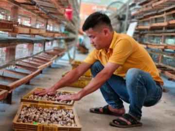 Nghề lạ ở Việt Nam: Loài đặc sản bé như nắm tay, cho ăn ngô khoai sắn mỗi ngày, tưởng nuôi chơi ai ngờ kiếm 1 triệu/ngày