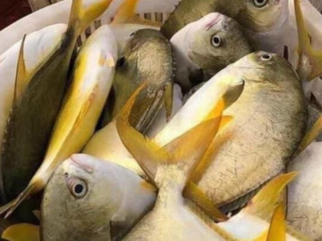 Loại cá có cái tên rất hay, xưa có đầy không ai ăn, giờ thành đặc sản được chị em nội trợ ưa chuộng, 250.000 đồng/kg