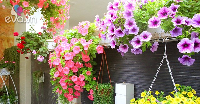 Read more about the article Đón Tết ngập tràn sắc xuân với 15 loại hoa đẹp rực rỡ và dễ trồng