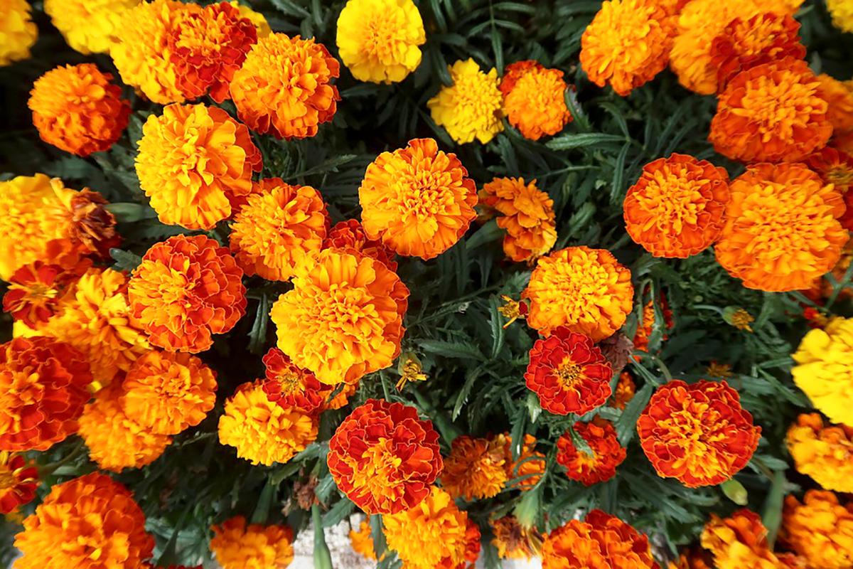 Đón Tết ngập tràn sắc xuân với 15 loại hoa đẹp rực rỡ và dễ trồng - 1