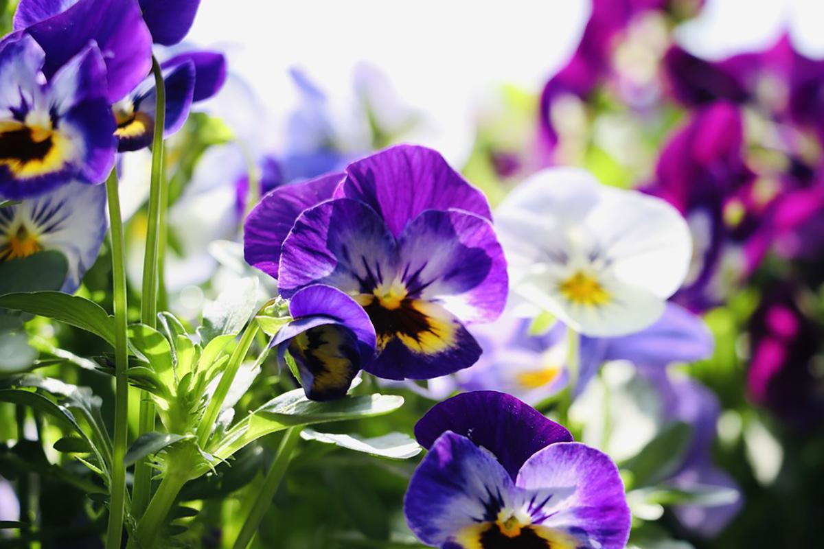 Đón Tết ngập tràn sắc xuân với 15 loại hoa đẹp rực rỡ và dễ trồng - 13