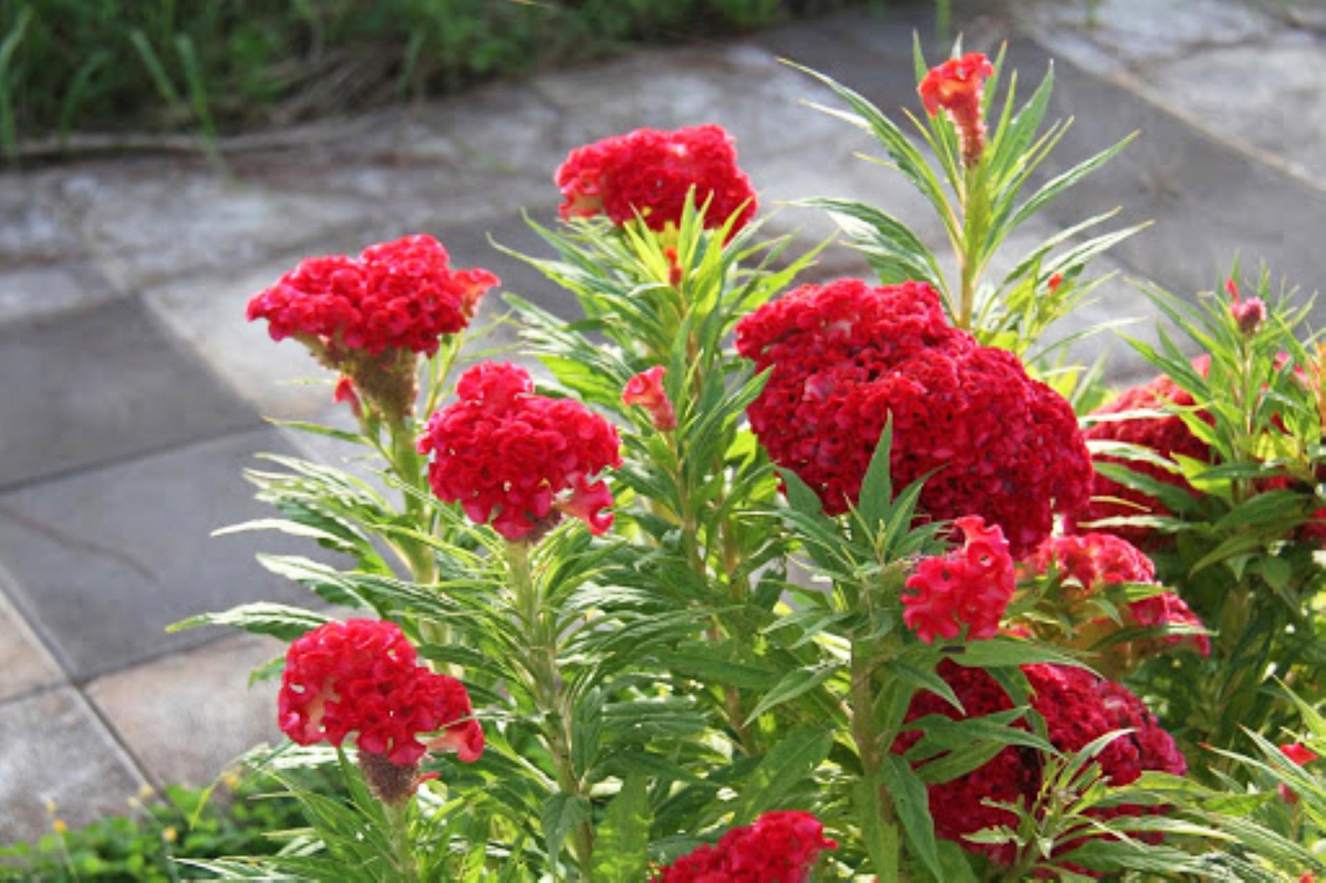 Đón Tết ngập tràn sắc xuân với 15 loại hoa đẹp rực rỡ và dễ trồng - 14