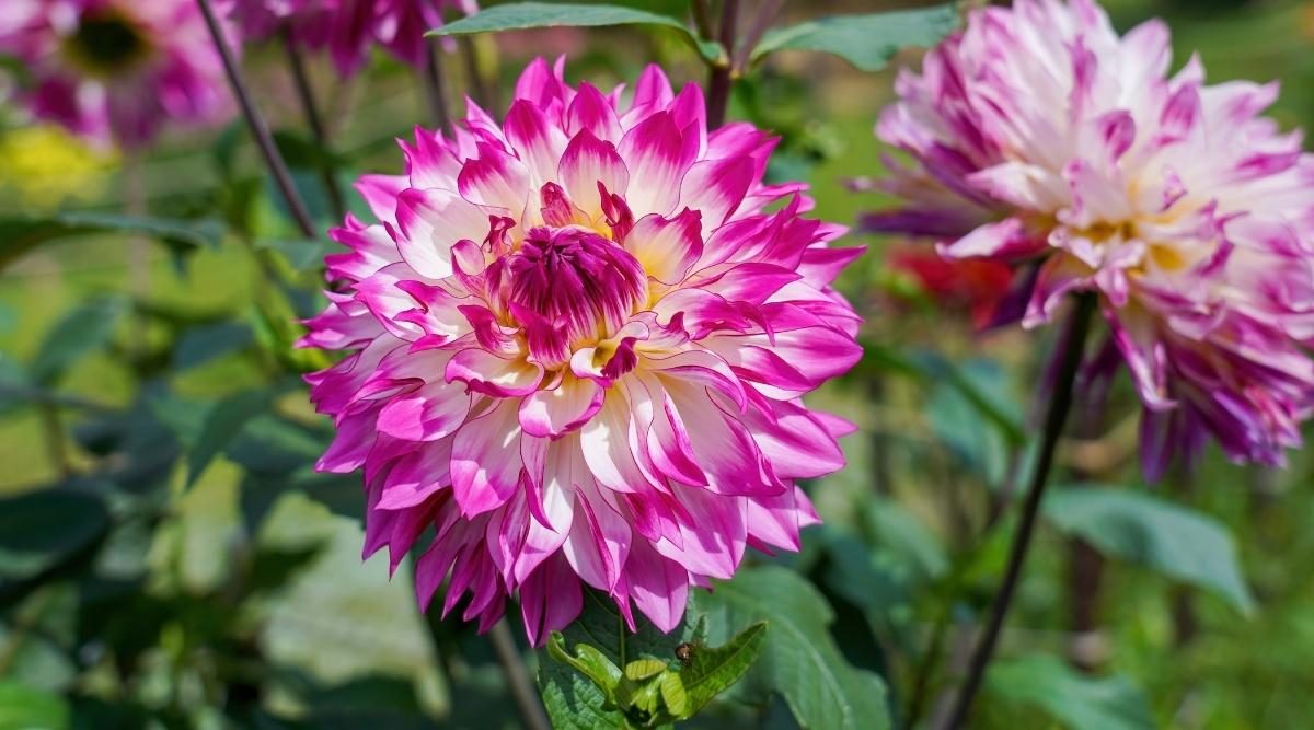 Đón Tết ngập tràn sắc xuân với 15 loại hoa đẹp rực rỡ và dễ trồng - 12