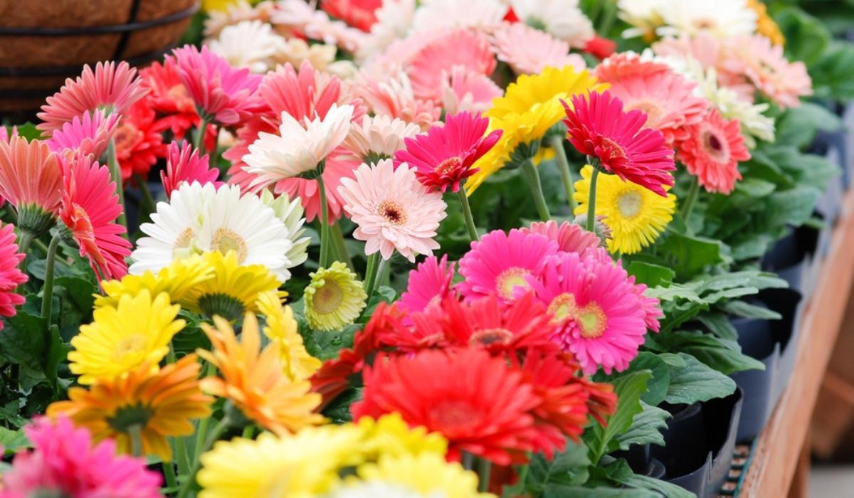 Đón Tết ngập tràn sắc xuân với 15 loại hoa đẹp rực rỡ và dễ trồng - 5