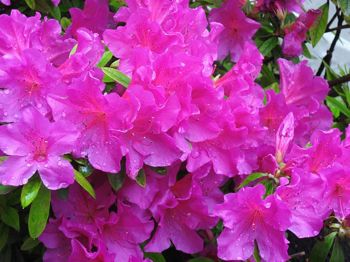 Đón Tết ngập tràn sắc xuân với 15 loại hoa đẹp rực rỡ và dễ trồng - 8