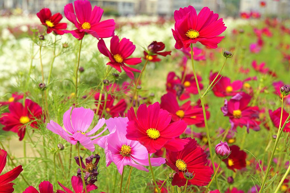 Đón Tết ngập tràn sắc xuân với 15 loại hoa đẹp rực rỡ và dễ trồng - 7