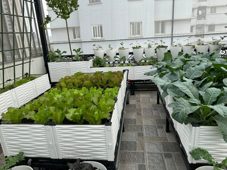 Nữ CEO chi 200 triệu trồng rau sân thượng, khu vườn 30m2 được khen amp;#34;đáng đồng tiền bát gạoamp;#34; - 6