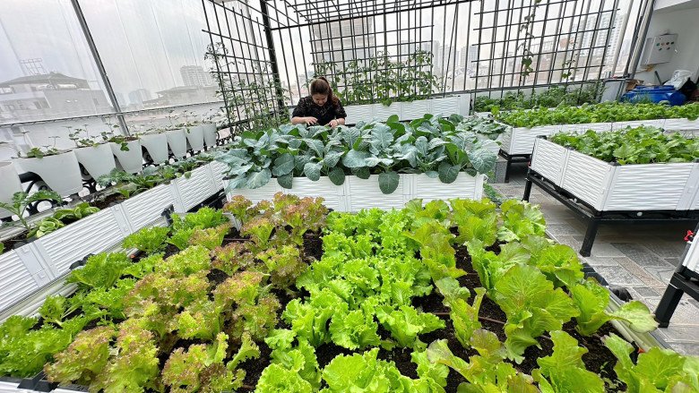 Nữ CEO chi 200 triệu trồng rau sân thượng, khu vườn 30m2 được khen amp;#34;đáng đồng tiền bát gạoamp;#34; - 7