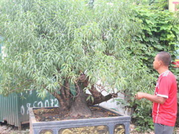 Đào Tết Hà Nội lên phố sớm, chưa tuốt lá đã có đại gia đặt mua, giá lên đến cả chục triệu đồng